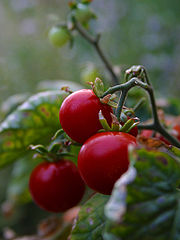 180px-CherryTomatoes